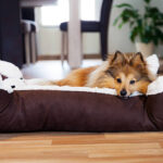 Washable Dog Beds